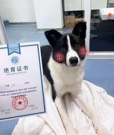为什么要给小狗绝育额