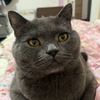 绝育公,蓝猫,因为孩子生病了对宠物过敏