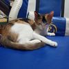 免费领养三个月的三花猫,小母猫