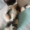 两个月大小奶猫,免费领养,唯一要求喜欢猫咪,不弃养