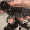 我有六只猫咪