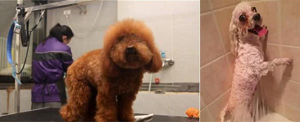 泰迪犬怎么修毛?5个小技巧,狗狗美美哒!