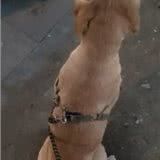 网购金毛犬给它修毛后,好好金毛秒变拉布拉多,众人劝其退货