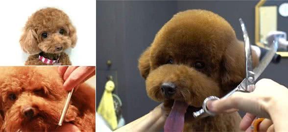 干货!自己动手帮泰迪犬美容的5个步骤,省钱又安全