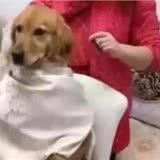 铲屎官亲自给金毛犬修毛发,有一种人生观尽毁的感觉