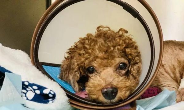 爱犬修毛削甲全攻略（一步步教你如何给宠物修理毛发和指甲）