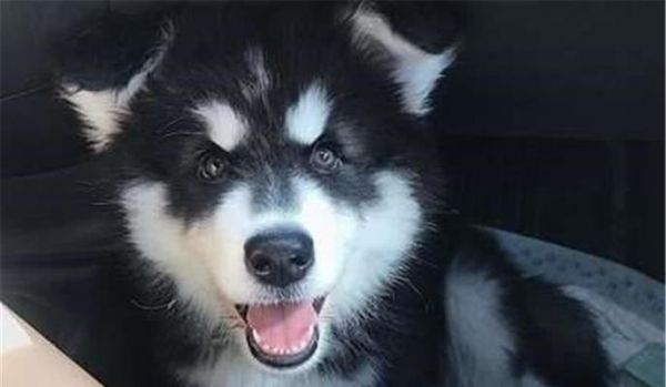 爱犬修毛削甲全攻略（一步步教你如何给宠物修理毛发和指甲）