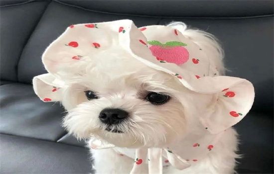 ​怎样给狗狗修毛