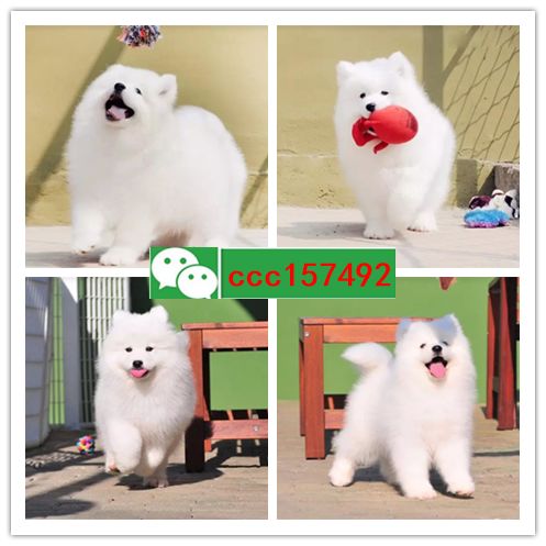 湖州店，出售各种名犬名猫（买卖）