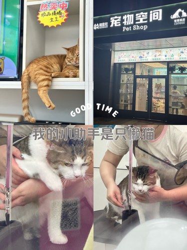 宠物大洗护