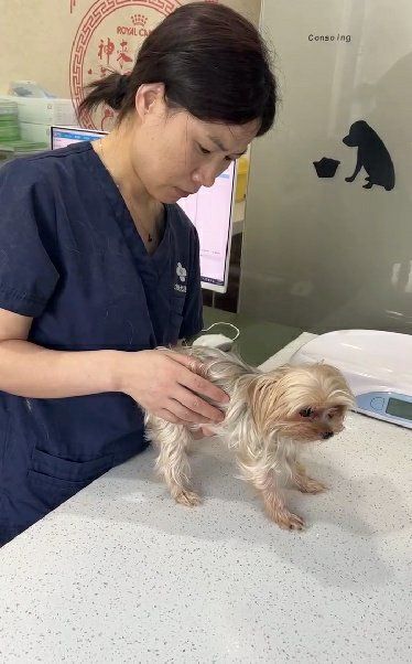 思琪宠物医院，拯救我的约克夏 