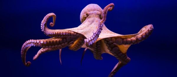 三个心脏,满身“大脑”,“外星生物”章鱼又有一神奇能力被发现
