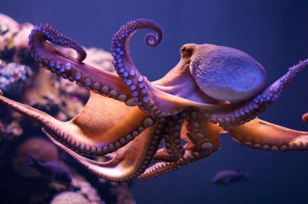 三个心脏,满身“大脑”,“外星生物”章鱼又有一神奇能力被发现