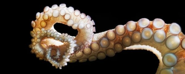 三个心脏,满身“大脑”,“外星生物”章鱼又有一神奇能力被发现