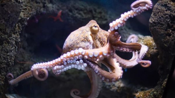 三个心脏,满身“大脑”,“外星生物”章鱼又有一神奇能力被发现
