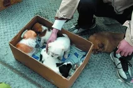 想要养狗,到底去哪里买比较靠谱?