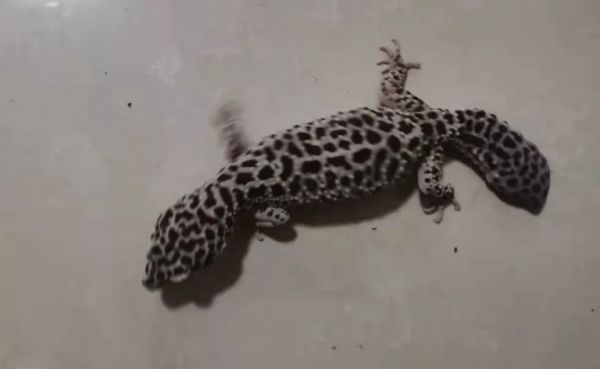 这种会吃蟑螂的小可爱,真的不考虑养一只嘛?