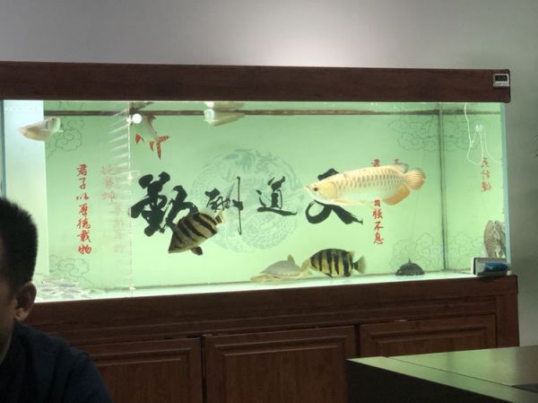 看我的小宠物