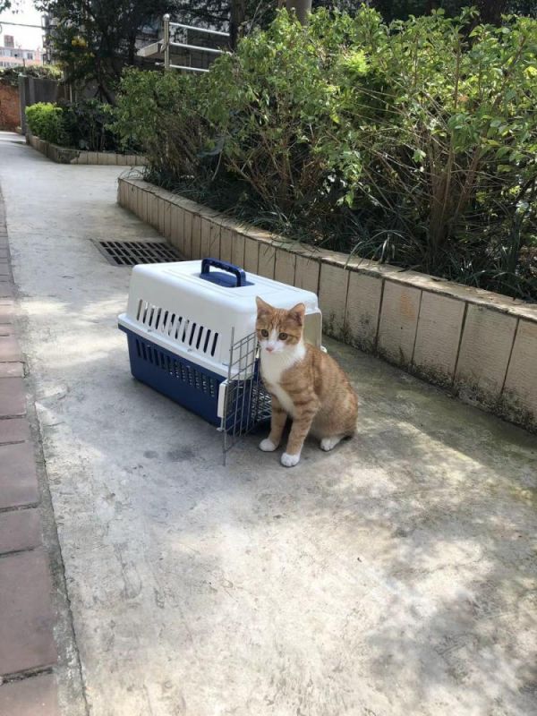 河源 猫托运 靠谱 火车托运