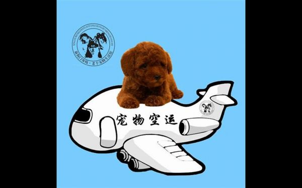 河源 猫托运 靠谱 火车托运