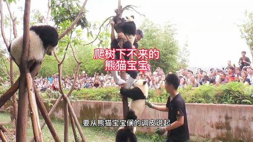 熊猫宝宝呆树上下不来，气得饲养员爬上去，熊猫宝宝教饲养员爬树