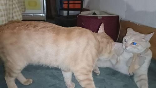 一个只会吼，一个闷声打，笑死了#无忧无虑的小猫咪