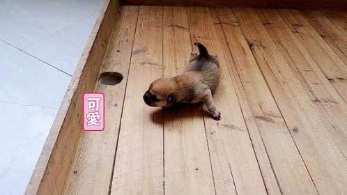 刚出生5天的小奶狗什么也看不见，急得团团转找妈妈，真可爱