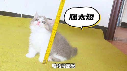 养三只不同品种的猫，怎么腿一个比一个短？