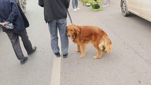 狗狗被装狗笼子即将卖掉，下一秒狗狗的举动，让主人顿时改变主意