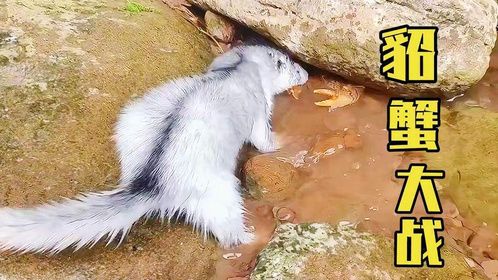 宠物貂幼崽第一次野外捕猎螃蟹，能破开螃蟹的防御吗？