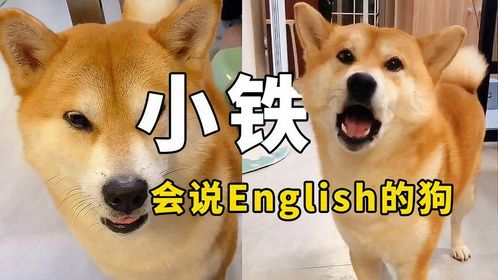 全网说人话最清楚的狗“小铁”，和主人无障碍沟通，还会说英语