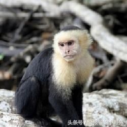 全球15大最值钱的宠物，只有土豪才能养