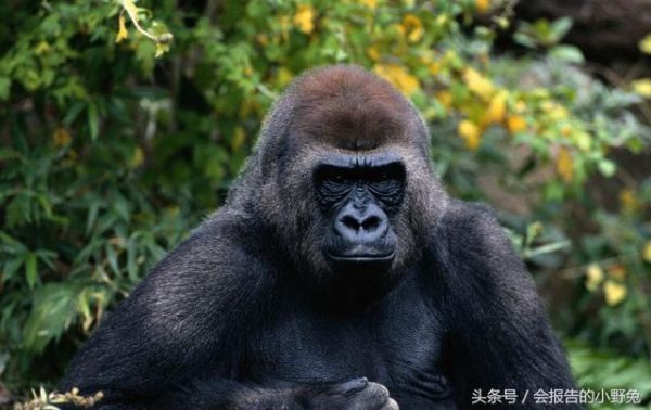 全球15大最值钱的宠物，只有土豪才能养