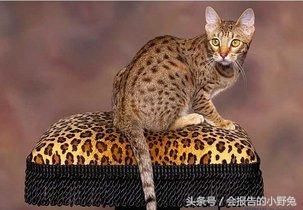 全球15大最值钱的宠物，只有土豪才能养