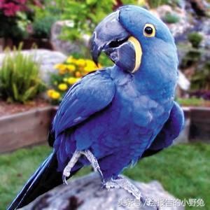 全球15大最值钱的宠物，只有土豪才能养