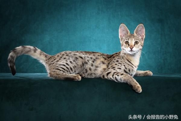 全球15大最值钱的宠物，只有土豪才能养