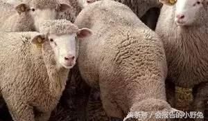 全球15大最值钱的宠物，只有土豪才能养