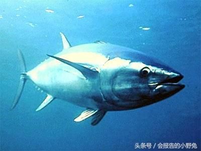全球15大最值钱的宠物，只有土豪才能养