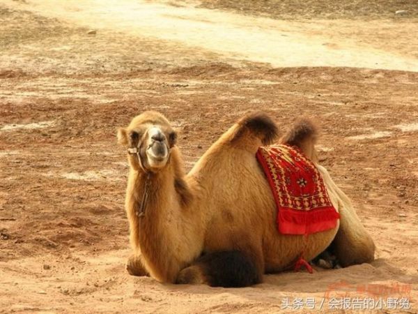 全球15大最值钱的宠物，只有土豪才能养