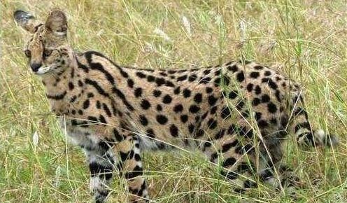 世界上最贵宠物排名，猫狗鹦鹉齐齐上阵，最贵已达210万