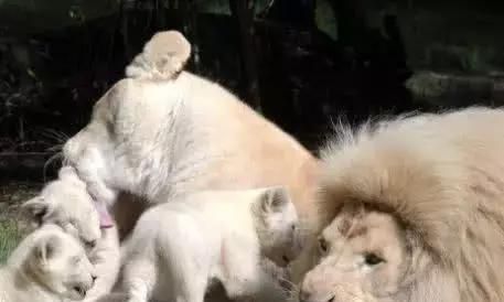 世界上最贵宠物排名，猫狗鹦鹉齐齐上阵，最贵已达210万
