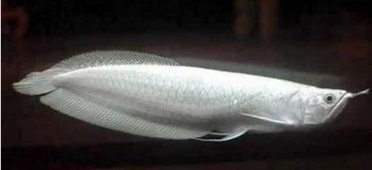 世界上最贵宠物排名，猫狗鹦鹉齐齐上阵，最贵已达210万
