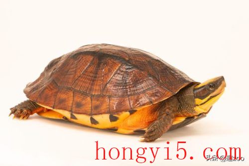 全网最贵宠物排名前十(最昂贵的宠物排行榜)插图