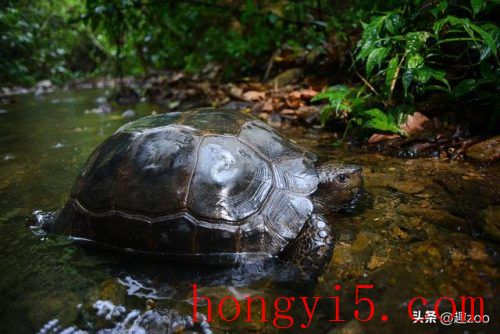 全网最贵宠物排名前十(最昂贵的宠物排行榜)插图9