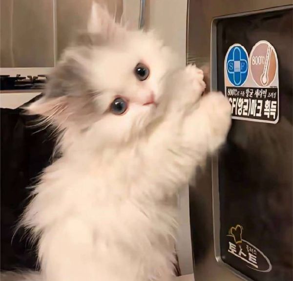 漂亮又可爱的猫猫狗狗头像图片大全