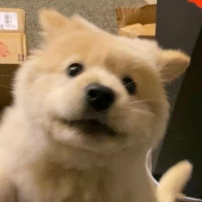 可爱小狗头像