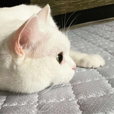 可爱小狗头像