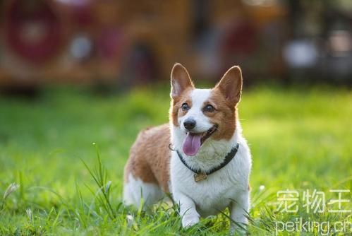 常见宠物狗品种