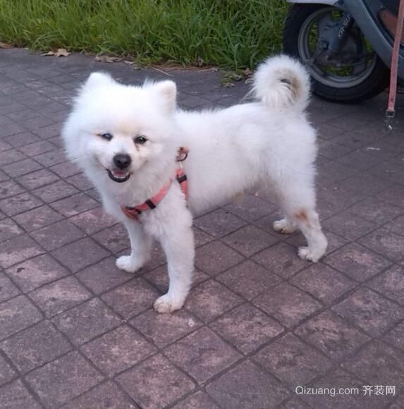 纯白狗为什么不能养