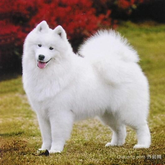 家里养白狗有什么说法